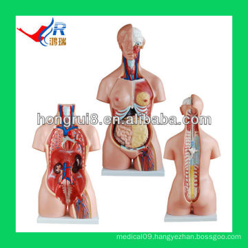 Dual sex torso 85CM (23parts) human mannequin torso